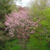 Mai 2015 Hunsrück